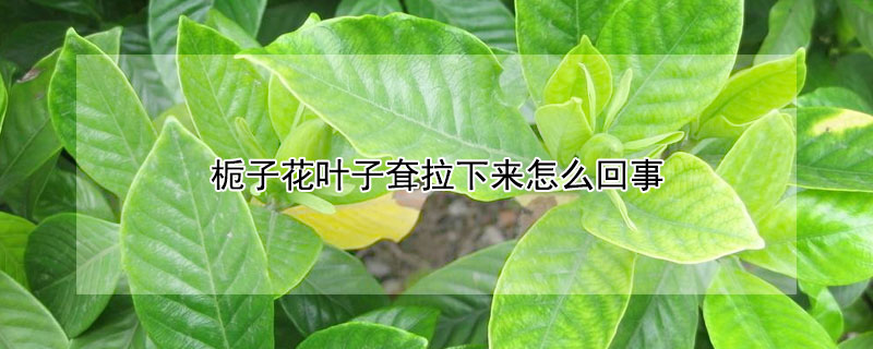 栀子花叶子耷拉下来怎么回事