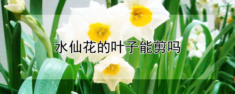 水仙花的叶子能剪吗