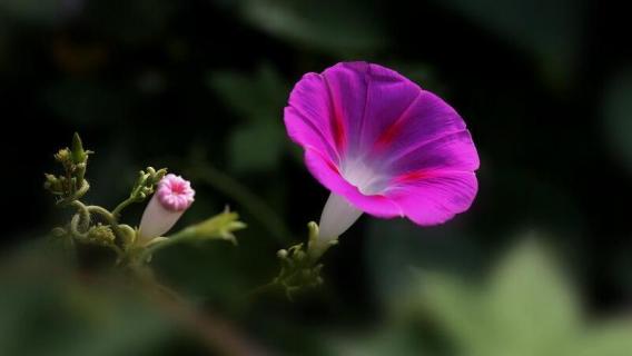 喇叭花花语