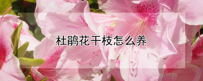 杜鹃花干枝怎么养