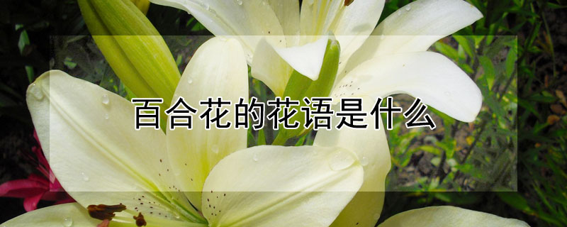 百合花的花语是什么