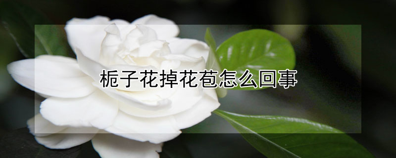 栀子花掉花苞怎么回事 栀子花怎么会掉花苞