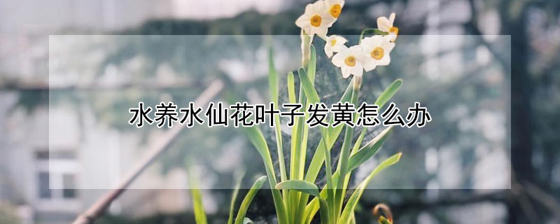 水养水仙花叶子发黄怎么办