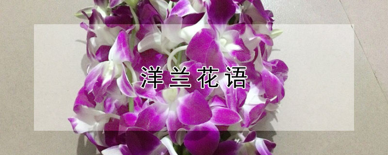 洋兰花语 洋兰花的花语