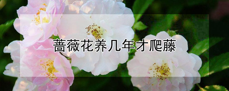 蔷薇花养几年才爬藤