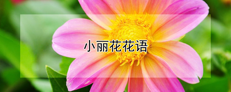 小丽花花语 小丽花花语是什么意思