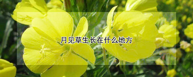 月见草生长在什么地方（月见草生长在哪里）