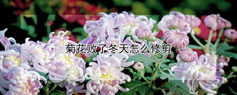 菊花败了冬天怎么修剪