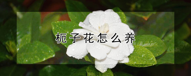 枙子花怎么养 栀子花怎么养成盆栽