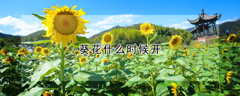 葵花什么时候开