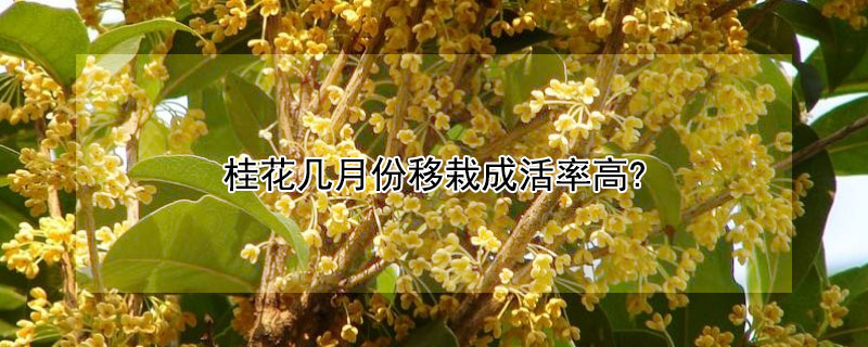 桂花几月份移栽成活率高?