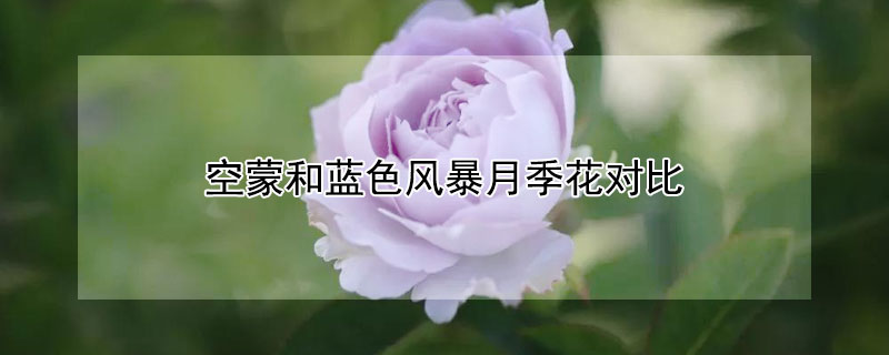 空蒙和蓝色风暴月季花对比（空蒙和蓝色阴雨月季花对比）