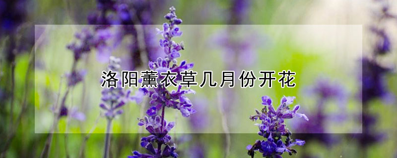 洛阳薰衣草几月份开花 薰衣草几月开花?