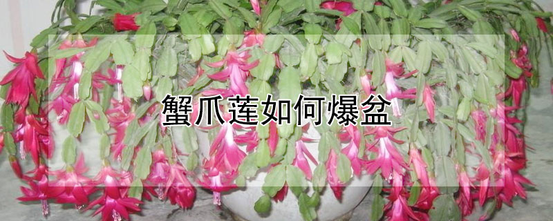 蟹爪莲如何爆盆（蟹爪莲咋养开花）