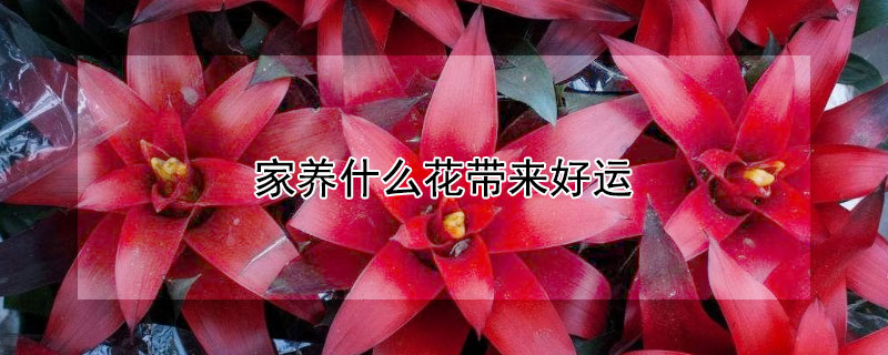 家养什么花带来好运（家里养什么花好运）