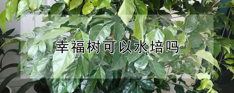 幸福树可以水培吗