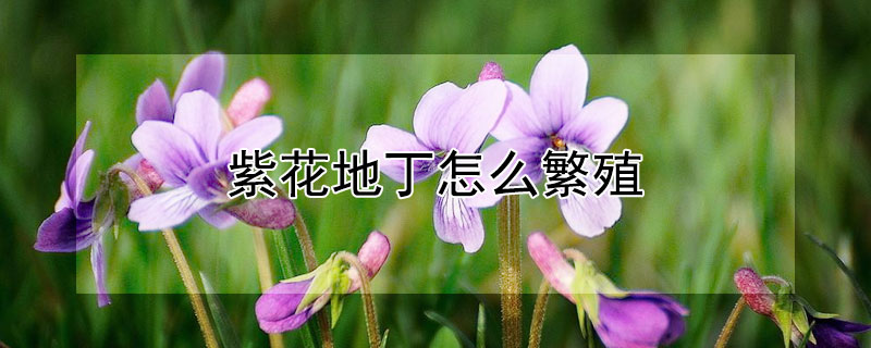 紫花地丁怎么繁殖（紫花地丁怎么种）