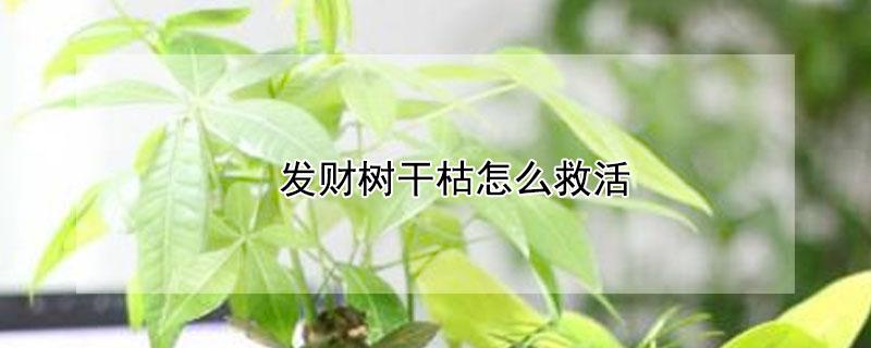 发财树干枯怎么救活 发财树干枯了还能救吗?