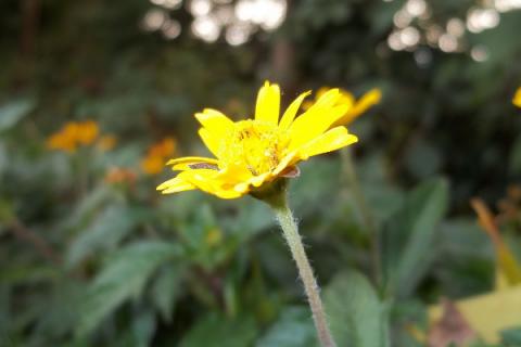 野菊花花语