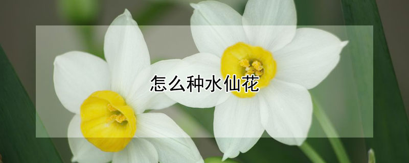 怎么种水仙花