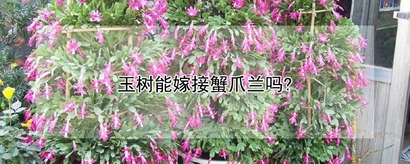 玉树能嫁接蟹爪兰吗?