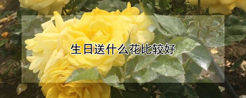 生日送什么花比较好