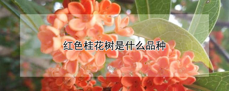 红色桂花树是什么品种