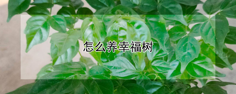 怎么养幸福树