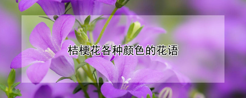 桔梗花各种颜色的花语（淡绿色桔梗花的花语）