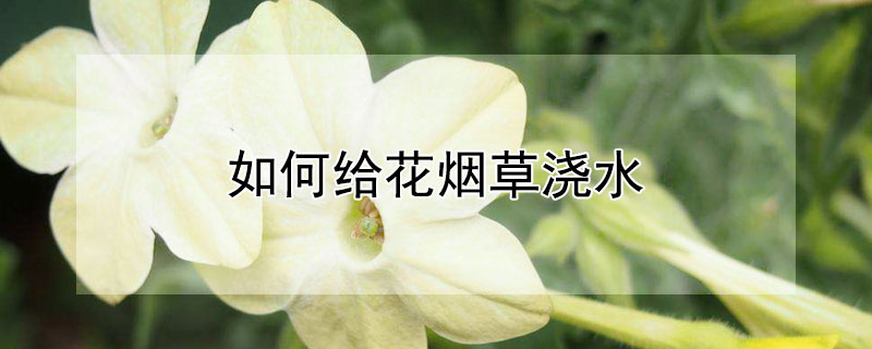 如何给花烟草浇水