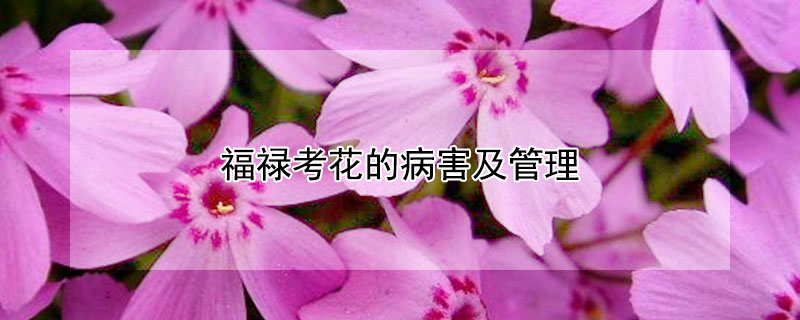 福禄考花的病害及管理 福禄考花后怎么修剪?