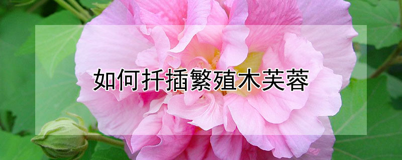 如何扦插繁殖木芙蓉