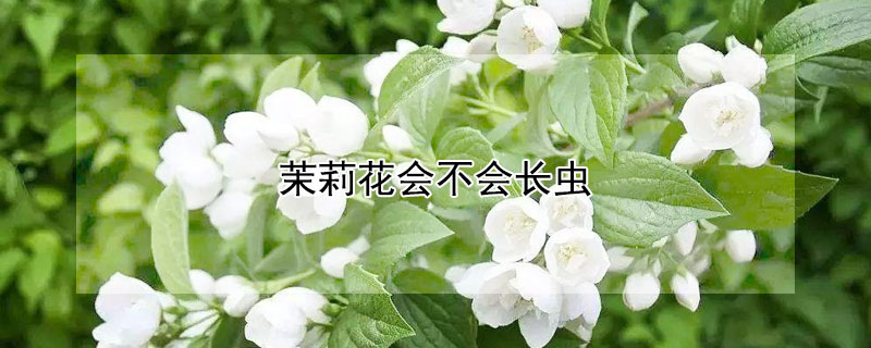 茉莉花会不会长虫（茉莉花为什么会长虫）