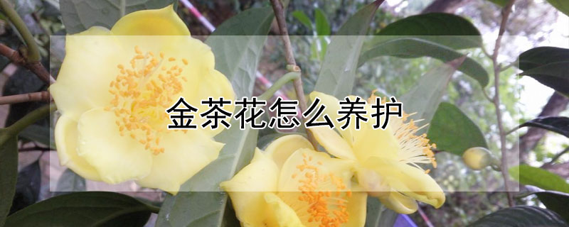 金茶花怎么养护