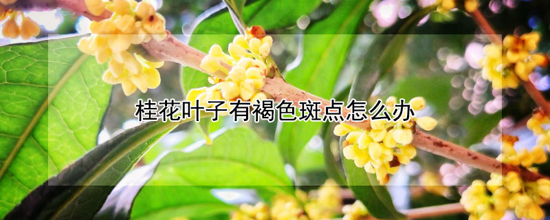 桂花叶子有褐色斑点怎么办（桂花叶子上有白色的斑点）