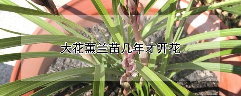 大花蕙兰苗几年才开花