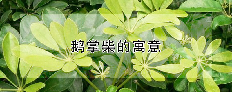 鹅掌柴的寓意