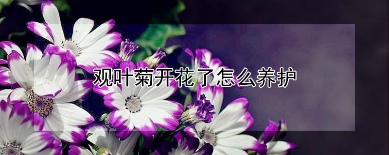 观叶菊开花了怎么养护 观叶菊花期