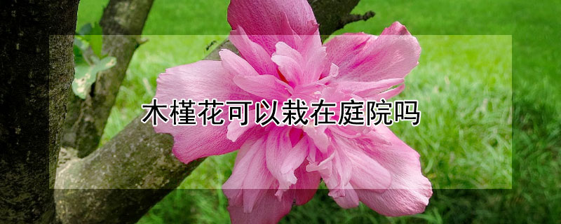 木槿花可以栽在庭院吗