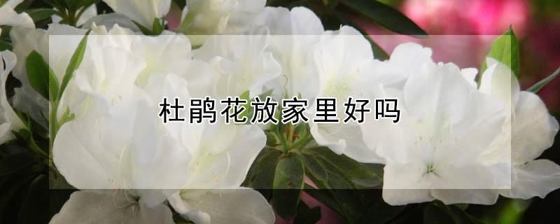 杜鹃花放家里好吗