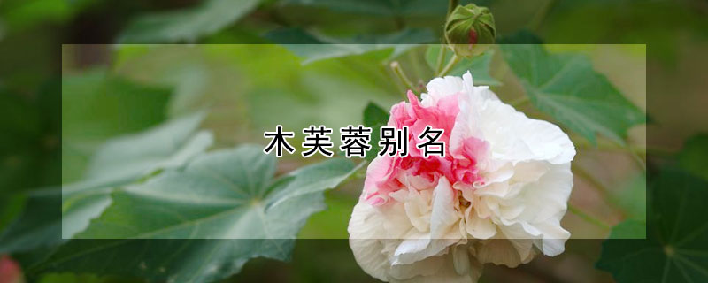 木芙蓉别名 木芙蓉别名什么