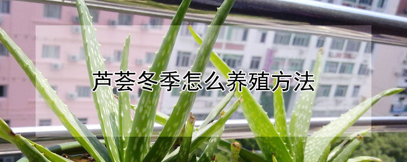 芦荟冬季怎么养殖方法