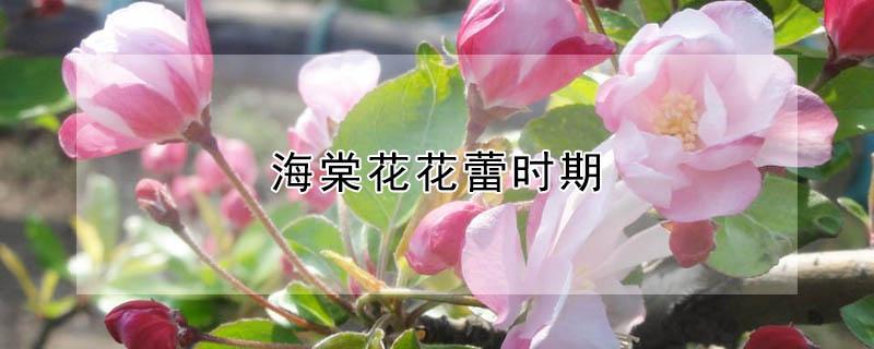 海棠花花蕾时期（海棠花的花蕾）