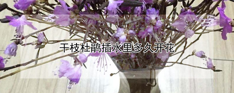 干枝杜鹃插水里多久开花