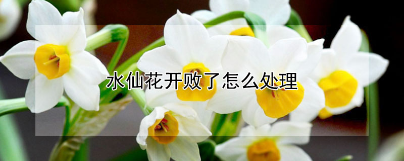 水仙花开败了怎么处理