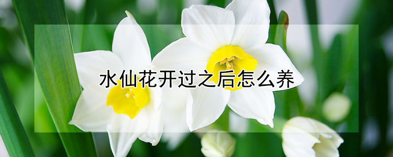 水仙花开过之后怎么养