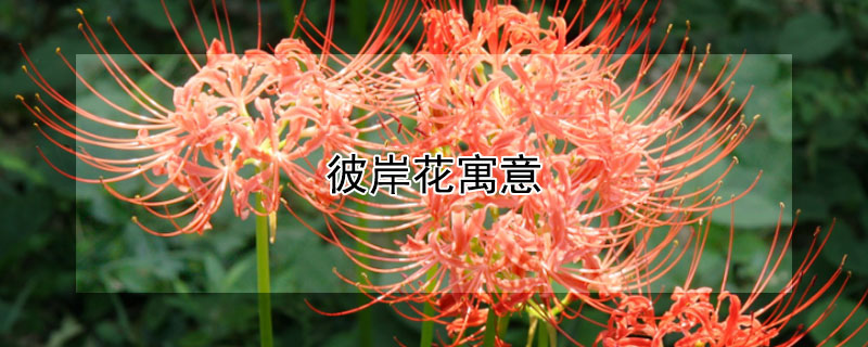 彼岸花寓意