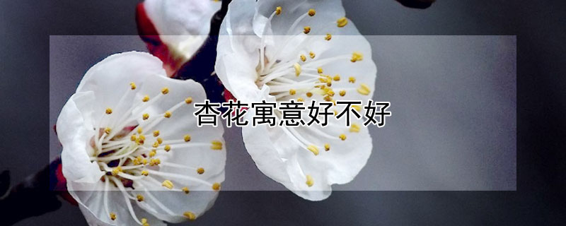 杏花寓意好不好