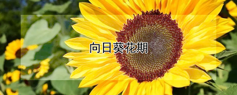 向日葵花期