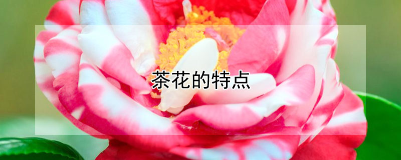 茶花的特点